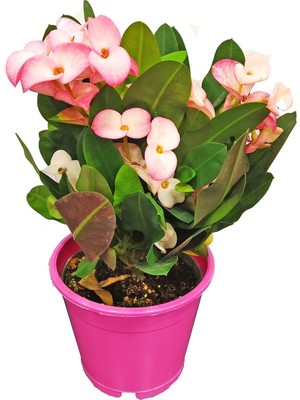 Frefly Store Bitkim Sende Euphorbia Milii Dikenler Tacı Çiçekli Kaktüs, Alacalı Pembe, Saksıda