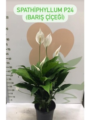Frefly Store Canlı Saksılı Spatıfılıum (Barış Çiçeği) 70 Cm,17 cm Saksı Çapı Özel Kutulu Gönderim