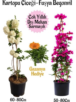 Frefly Store Kartopu Çiçeği 1 Adet +Fuşya Begonvil 1 Adet+ Turuncu Gazanya Hediyeli Saksılı Bahçe Seti, BTSNA01KAR14