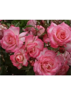 Frefly Store Gardenbox Sarmaşık Gül Fidanı, Açık Pembe, 90-140 Cm, 1 Adet Tüplü Aşılı