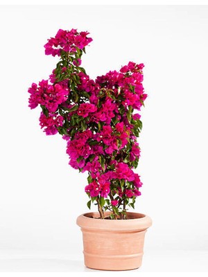 Frefly Store Gardenbox Begonvil Sarmaşığı, Mor Renkli, Bougainvillea Alexandra