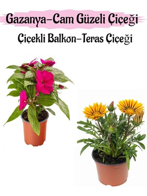 Frefly Store Gardenbox Pembe Cam Güzeli + Sarı Gazanya Çiçeği Saksılı Set, 10-20 cm