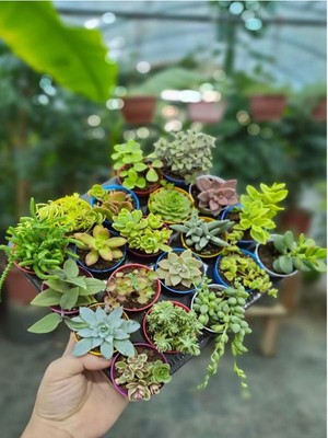 Frefly Store Gardenbox Karışık Sukulent Kaktüs Seti, 3 Adet Saksılı, 5-10 Cm, Haworthia Fasciata