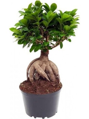 Frefly Store Bonzai Fidanı Saksılı 20 cm 40 Cm, BTSR107
