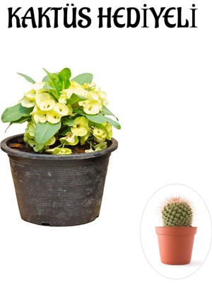 Frefly Store Gardenbox Sarı Çiçekli Milli Dikenler Tacı Kaktüs Hediyeli, Saksı Bitkisi