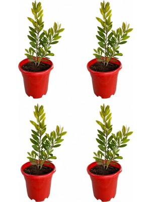 Frefly Store 4’lü Fırça Çalısı (Callistemon) 20-30CM