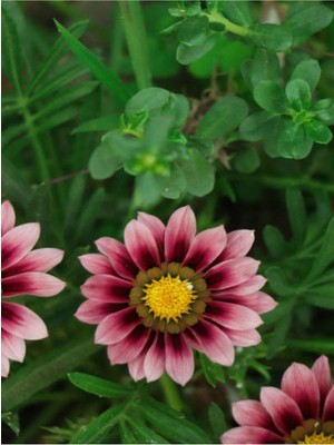 Frefly Store Videolu 10 Adet Pembe Gazanya Çiçeği Fidanı 25-45 cm Saksılı Çiçekli Bodur Bitkiler Gazania