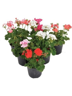 Frefly Store Serada Decor & Plant Saksıda Sardunya Çiçeği, 1 Adet, Kırmızı/pembe/beyaz/turuncu