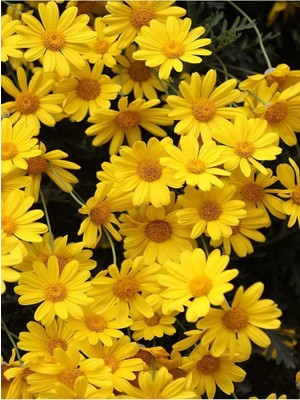 Frefly Store Videolu Yere Yayılan Sarı Çalı Papatyası 1 Adet Saksılı/tüplü 20-40 cm (Yellow Daisy Bush)