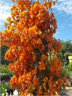 Frefly Store Videolu Mis Kokulu 1ADET Turuncu Begonvil Çiçeği Fidanı Saksılı 60-120CM (Bougainvillea)