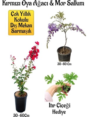 Frefly Store Nura Botanik Kırmızı Oya Ağacı Fidanı ve Mor Salkım Ağacı Fidanı Seti, 30-60 Cm, Itır Çiçeği Hediyeli