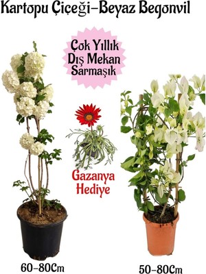 Frefly Store Nura Botanik Kartopu Çiçeği, Beyaz Begonvil, Kırmızı Gazanya Saksılı Bahçe Seti, 3 Adet
