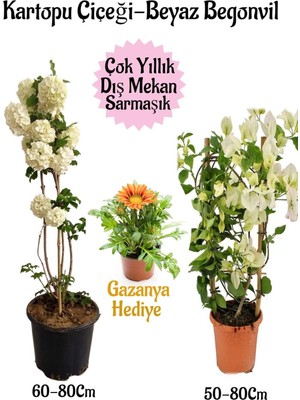Frefly Store Kartopu Çiçeği 1 Adet +Beyaz Begonvil 1 Adet+Sarı Gazanya Hediye Saksılı Bahçe Seti, BTSNA01KAR23