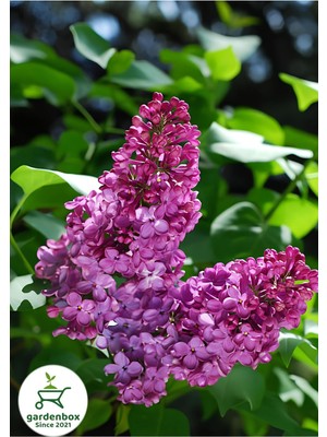 Frefly Store Gardenbox Kokulu Leylak Çiçeği Fidanı, Saksılı, 30-60 Cm, Mor