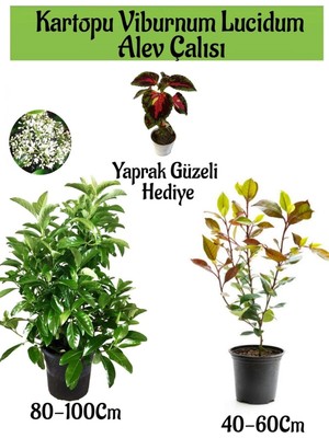 Frefly Store Kampanyalı Kartopu Viburnum Lucidum 1 Adet Alev Çalısı 1 Adet Yaprak Güzeli Hediye Bahçe Bitkisi, BTS1852024NA07