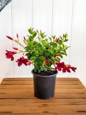 Frefly Store Gardenbox Kırmızı Mandevilla Sarmaşık, 30–60 Cm, Yaz Boyu Çiçek Açan Saksı Bitkisi