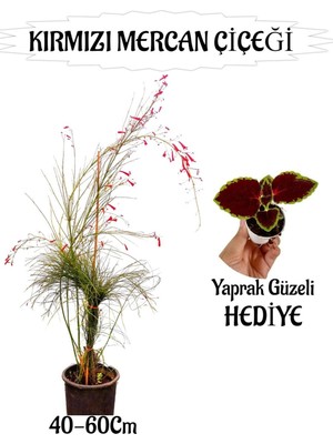Frefly Store Kampanyalı Kırmızı Mercan Çiçeği 1 Adet Bordo Yaprak Güzeli Hediye Bahçe Teras Bitkisi