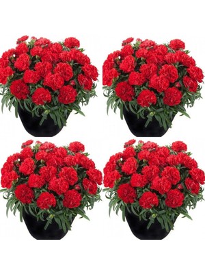 Frefly Store Gardenbox Canlı Kırmızı Kokulu Karanfil Çiçeği Fidanı, 4 Adet, 15-30CM Saksılı
