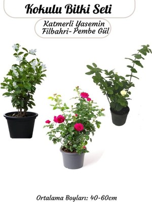 Frefly Store Kokulu Bitki Seti Katmerli Ful Yasemin +Filbahri +Isparta Gülü Bahçe Balkon Bitkisi