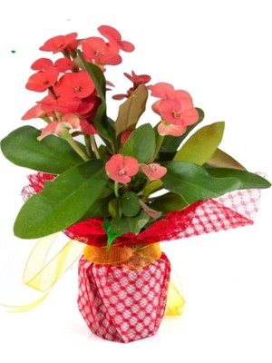 Frefly Store Çok Avantajlı Hediye Paketli 1 Adet Kırmızı Renk Dikenler Tacı Euphorbia Milii Saksılı