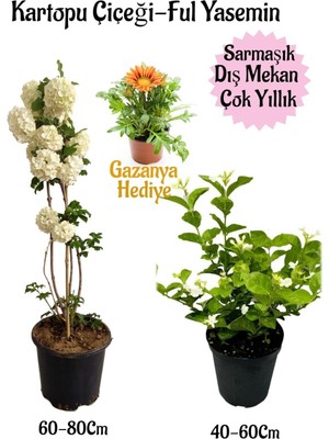 Frefly Store Kartopu Çiçeği 1 Adet+Kokulu Ful YASEMIN1ADET+SARI Gazanya Hediyeli Saksılı Bahçe Seti, BTSNA01KAR92