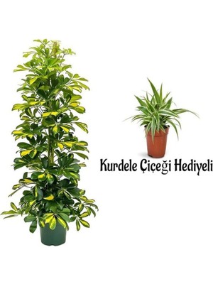 Frefly Store Videolu Alacalı Şeflera BITKISI(80-120CM) 1 Adet Saksılı Kurdele Çiçeği Hediyeli Iç Mekan Bitkisi