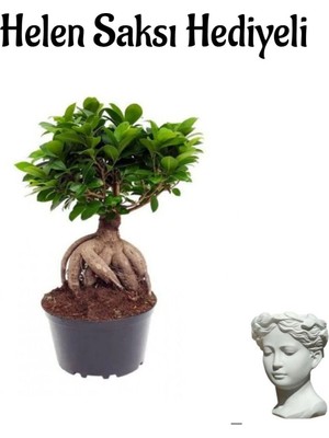 Frefly Store Hediyelik Bonsai Bitkisi-Çiçeği Sevgililer Gününe Özel Helen Saksı Hediyeli