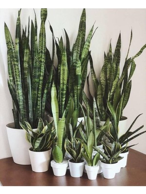 Frefly Store Saksılı Yeşil Kılıç Bitkisi 12LIK Saksıda 40-60CM