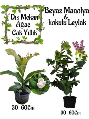 Frefly Store Kokulu Manolya Ağacı 1 Adet Saksılı+Leylak Ağacı1 Adet Saksılı Bahçe Seti