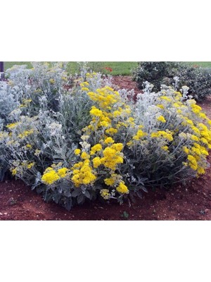 Frefly Store Bahçe Külü Çiçeği Fidanı Saksılı 40 cm 60 Cm, BTS04062025BYB372