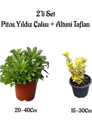 Frefly Store Pitos Yıldız Çalısı+Altuni Taflan 2'li Çit Bitkisi Seti Saksılı Dış Mekan Bitkileri, BTS0001NA1310