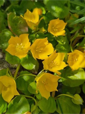 Frefly Store Gardenbox Lysimachia Nummularia Sarı Kız Altın Kolye Makrome Saksılı 30-40 cm