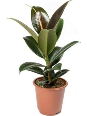 Frefly Store Ficus Elastica Kauçuk Bitkisi