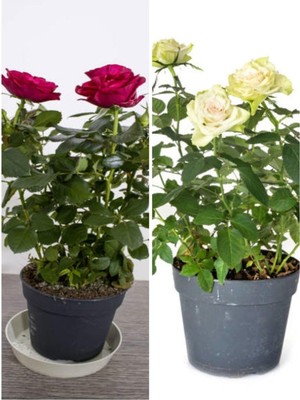 Frefly Store Videolu Beyaz ve Kırmızı Yediveren (35 60 Cm) Saksılı 2 Adet Aşılı Gül Fidanı White Red Rose"