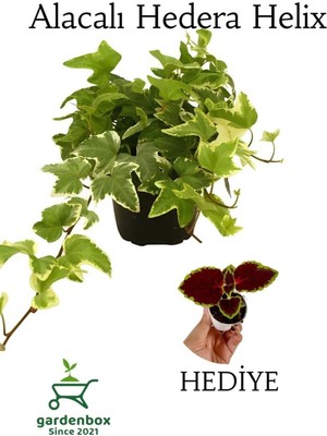 Frefly Store Beyaz Alacalı Hedera Helix Sarmaşığı 1ADET Saksılı 20-40CM +Yaprak Güzeli