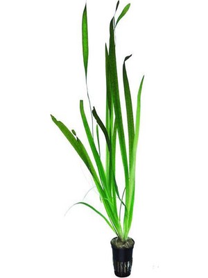 Frefly Store Vallisneria Gigantea Dev Saz Saksı Canlı Bitki