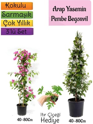 Frefly Store Nura Botanik Kokulu Arap Yasemini, Turuncu Begonvil, Tül Kuşkonmaz Hediyeli 3'lü Bahçe Seti, 40-80 cm