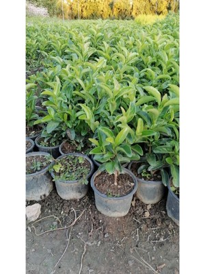 Frefly Store Nura Botanik Viburnum Lucidium Çit Kartopu Bitkisi Fidanı, 30-50CM, Saksılı, 1 Adet