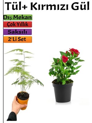 Frefly Store Gardenbox Kuş Konmaz + Kırmızı Gül Fidanı Saksılı, 15-25 Cm, Çok Renkli, 2'li Set