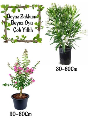 Frefly Store Nura Botanik Beyaz Zakkum Çiçeği 1 Adet + Pembe Oya Ağacı 1 Adet Saksılı Bahçe Seti, 30-60 Cm, Çok Renkli