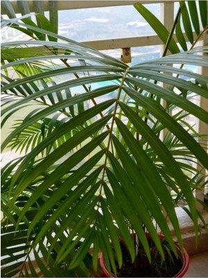 Frefly Store Videolu Areca Palm-Areka Palmiyesi 1 Adet Saksılı 20-40CM Ev Ofis Bitkisi (Dypsis Lucentes)