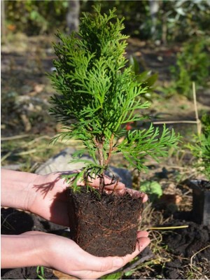 Frefly Store Gardenbox Cupressus Leylandii 40 Adet Leylandi Çam Ağacı Fidanı 10-25CM Dış Mekan Çit Bitkisi