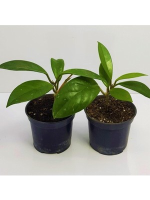 Frefly Store Kampanyalı Mum Çiçeği Fidesi Hoya Carnosa Kokulu 9cm Saksıda 2 Adet, BTS011062025BYB304
