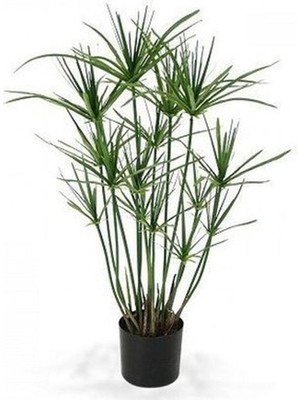 Frefly Store Nura Botanik Parlak Yapraklı Japon Şemsiyesi Bitkisi, Cyperus Alternifolius, 40-60 Cm, Saksılı, 1 Adet