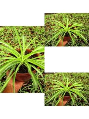 Frefly Store Videolu Kurdele Çiçeği 3 Adet Saksılı/tüplü 15-25 cm Bahçe-Salon Bikisi (Chlorophytum)