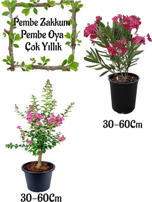 Frefly Store Nura Botanik Pembe Zakkum Çiçeği 1 Adet + Pembe Oya Ağacı 1 Adet Saksılı Bahçe Seti, 30-60 cm