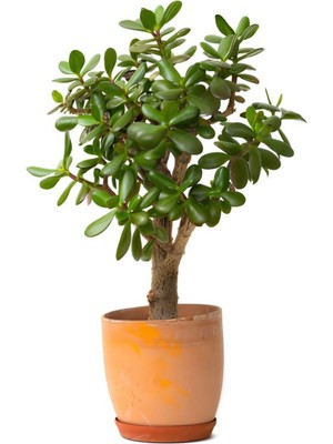 Frefly Store Nura Botanik Saksıda Canlı Crassula Ovata Para Çiçeği, 15-25CM, Yeşil