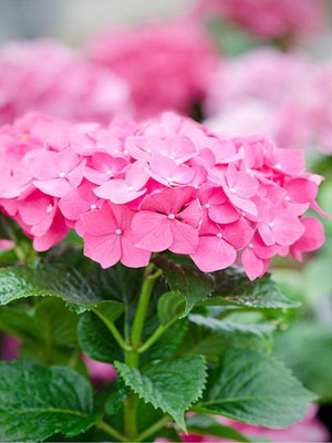 Frefly Store Gardenbox Pembe Ortanca Çiçeği Fidanı, 30-40 Cm, Tüplü, Çiçekli Bodur Bitkiler