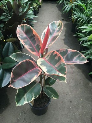 Frefly Store Gardenbox Videolu Alacalı Kauçuk, 60-80 Cm, Saksılı, Iç Mekan Süs Bitkisi, Ficus Elastica Belize