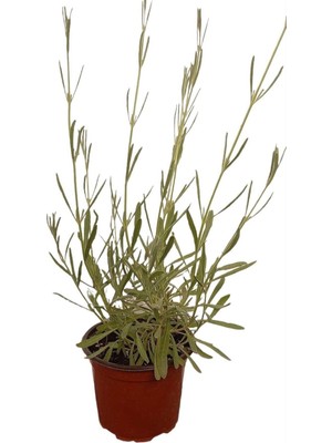 Frefly Store Lavanta Çiçeği Fidanı Saksıda 25 40 cm Kokulu Çiçek Açan Cins